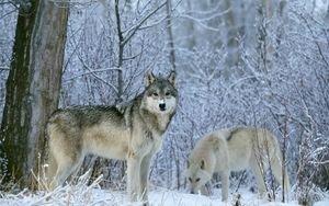 Превью обои волки, лес, снег, деревья