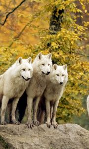 Превью обои волки, лес, стая, трава, деревья, осень, охота, семейство