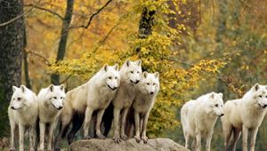 Превью обои волки, лес, стая, трава, деревья, осень, охота, семейство
