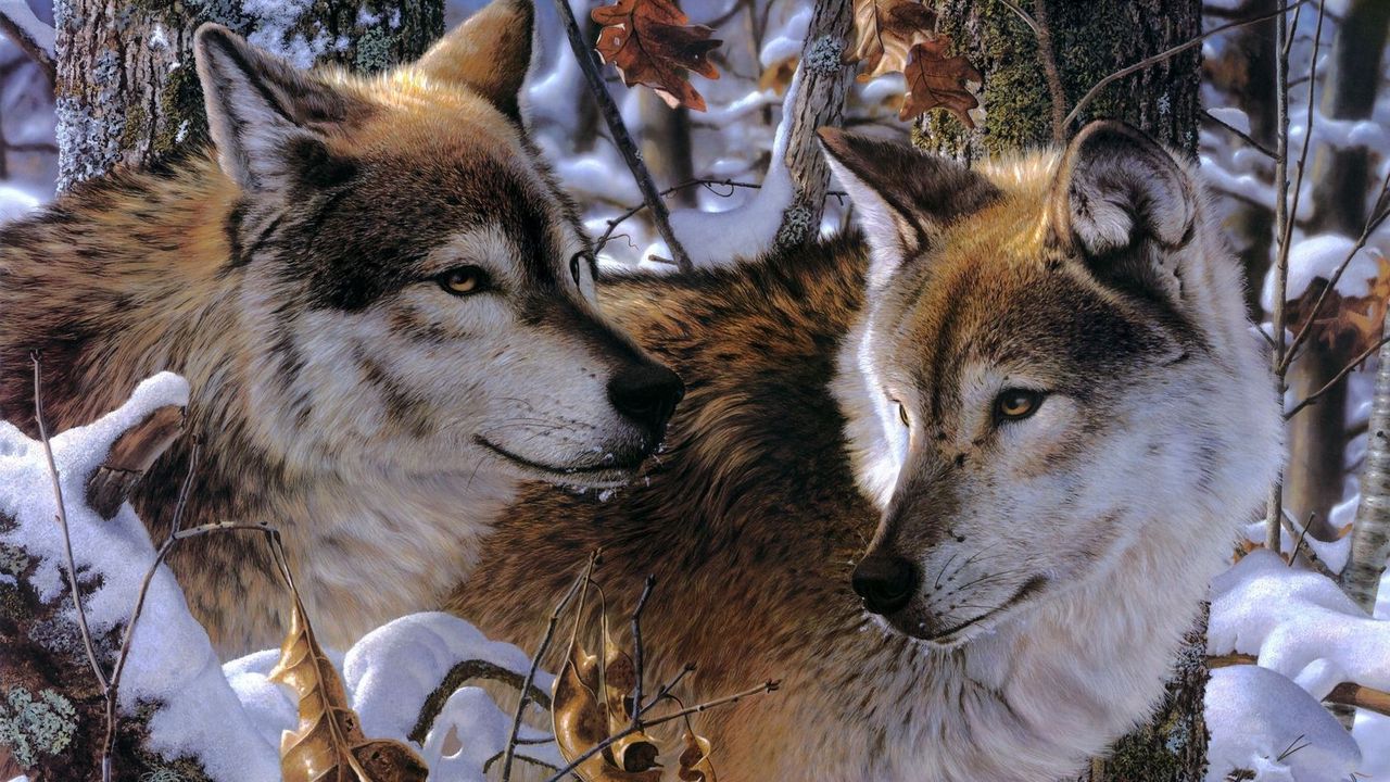 Обои волки, пара, хищники, верность, привязанность, снег, деревья