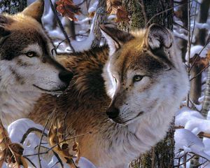 Превью обои волки, пара, хищники, верность, привязанность, снег, деревья