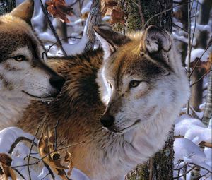 Превью обои волки, пара, хищники, верность, привязанность, снег, деревья