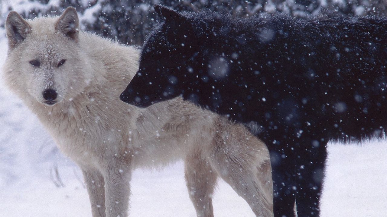 Обои волки, пара, хищники, снег, собаки