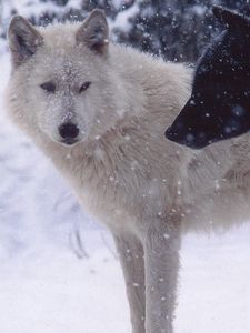 Превью обои волки, пара, хищники, снег, собаки