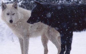 Превью обои волки, пара, хищники, снег, собаки