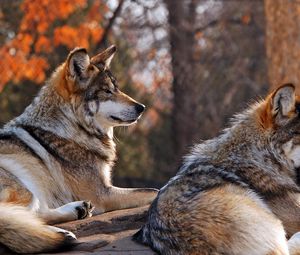 Превью обои волки, пара, лежать, зевать