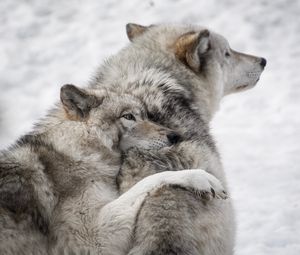 Превью обои волки, пара, забота, дикая природа, собаки