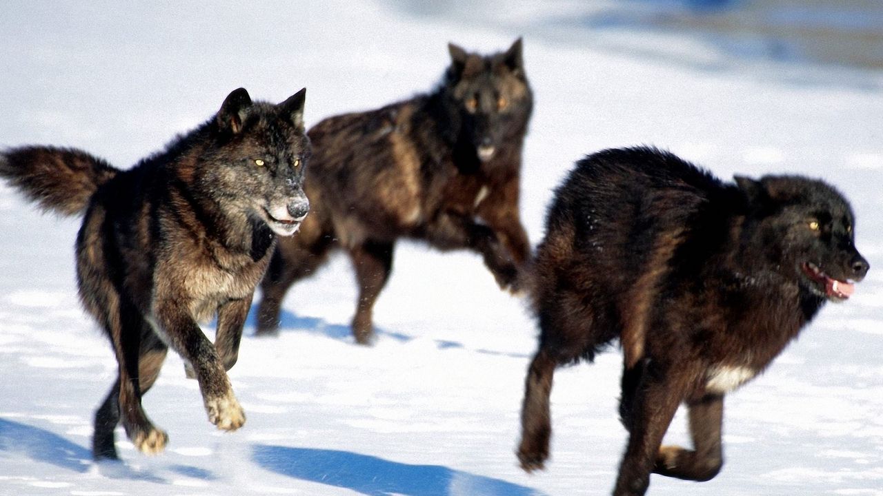 Обои волки, погоня, снег, собаки, хищники