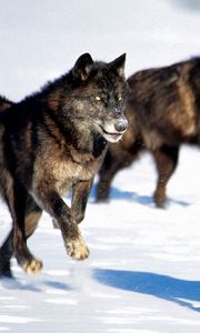 Превью обои волки, погоня, снег, собаки, хищники
