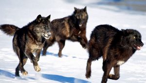 Превью обои волки, погоня, снег, собаки, хищники