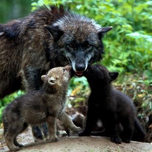 Превью обои волки, семья, трава, щенки
