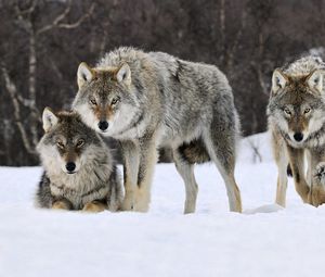 Превью обои волки, снег, стая, хищник