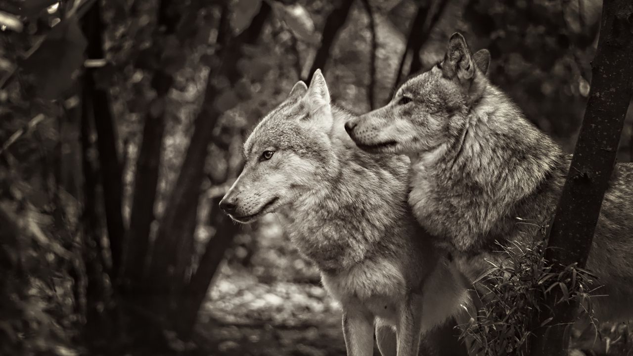 Обои волки, животные, хищники, черно-белый