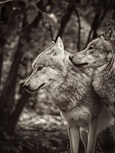 Превью обои волки, животные, хищники, черно-белый