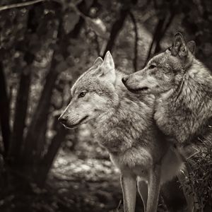 Превью обои волки, животные, хищники, черно-белый