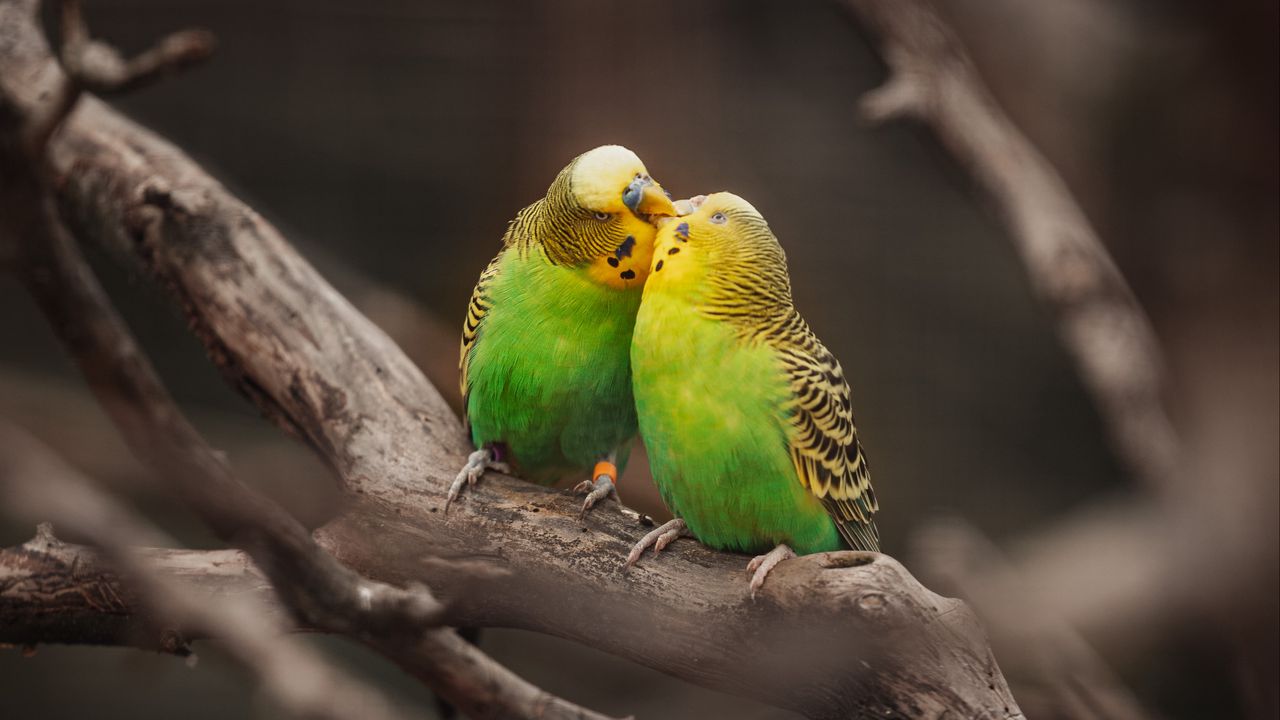 Обои волнистые попугаи, попугаи, птицы, ветки, поцелуй