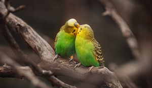 Превью обои волнистые попугаи, попугаи, птицы, ветки, поцелуй