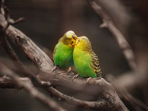 Превью обои волнистые попугаи, попугаи, птицы, ветки, поцелуй