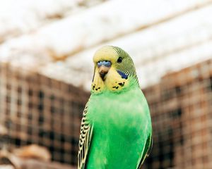 Превью обои волнистый попугай, попугай, птица, яркий