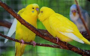Превью обои волнистый попугай, попугай, птицы, желтый