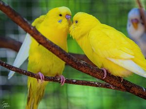 Превью обои волнистый попугай, попугай, птицы, желтый