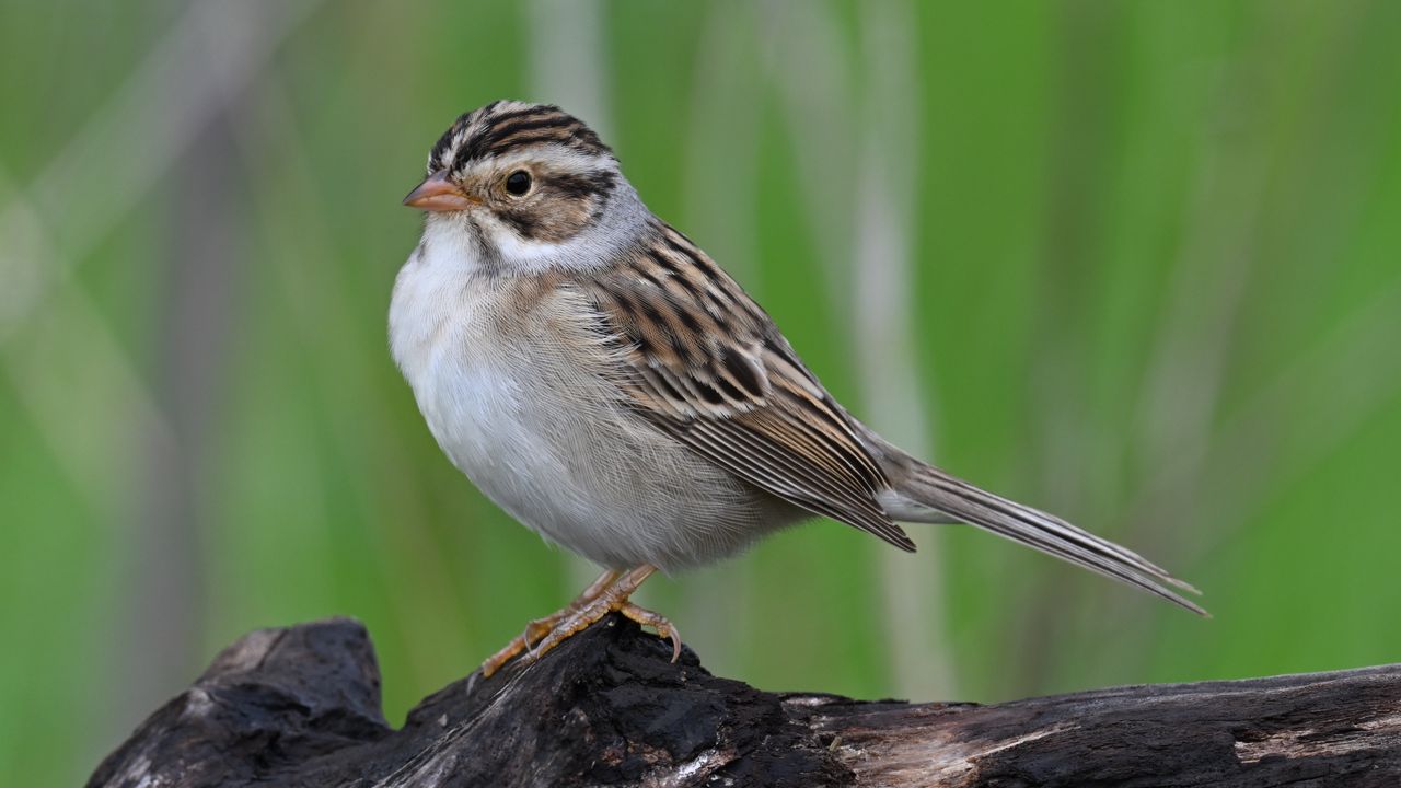 Обои воробей, птица, крылья, перья, маленький