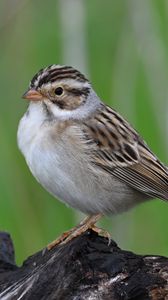 Превью обои воробей, птица, крылья, перья, маленький