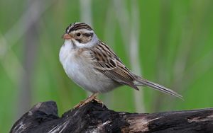 Превью обои воробей, птица, крылья, перья, маленький