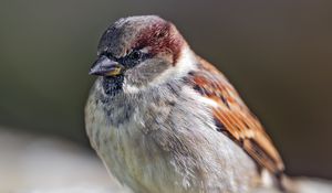 Превью обои воробей, птица, перья, дикая природа
