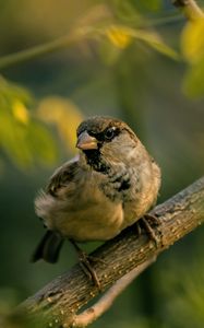 Превью обои воробей, птица, размытость