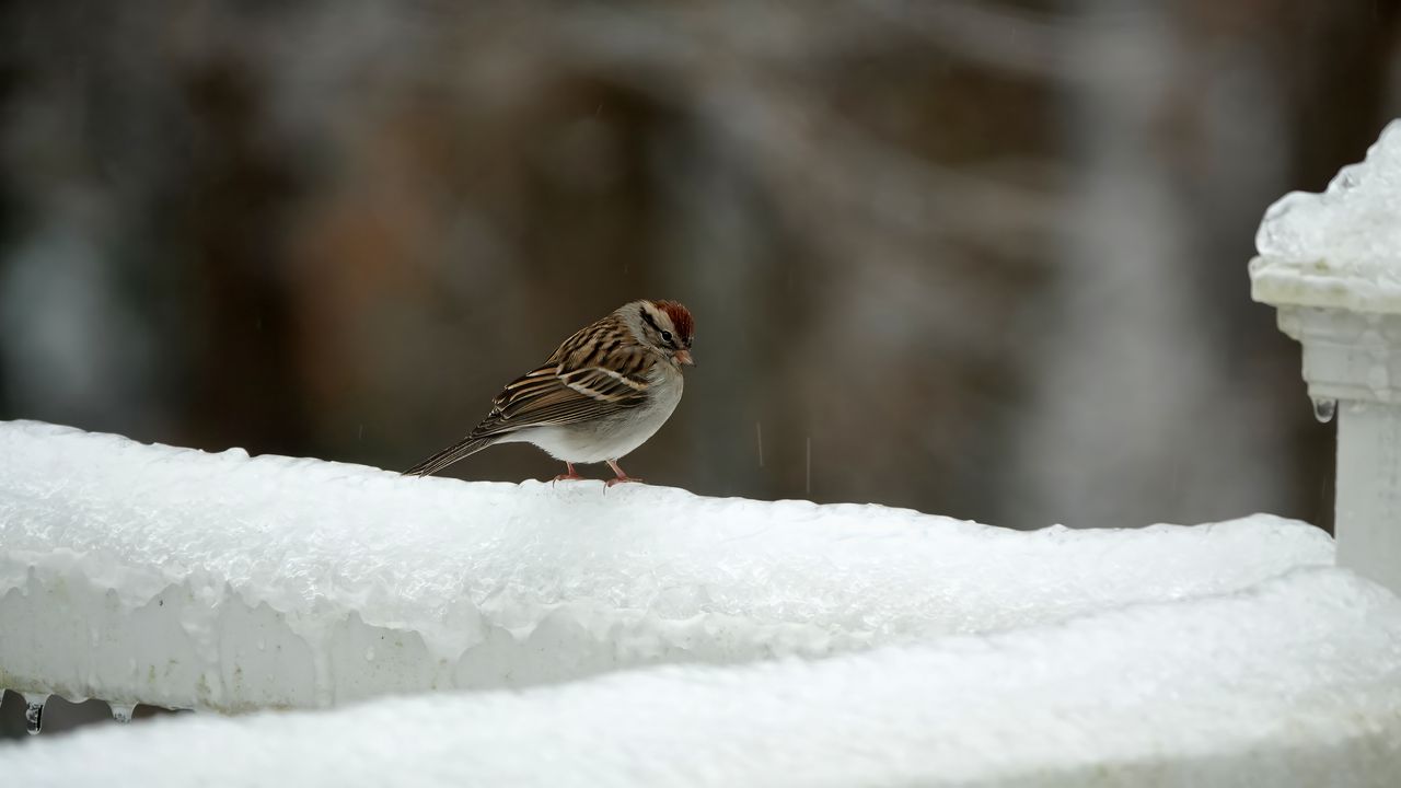 Обои воробей, птица, снег, зима