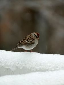 Превью обои воробей, птица, снег, зима