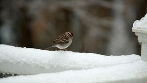 Превью обои воробей, птица, снег, зима