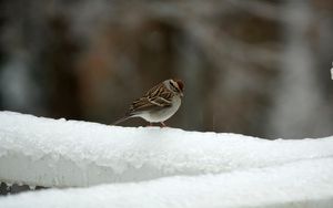 Превью обои воробей, птица, снег, зима