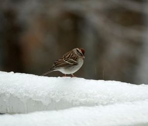Превью обои воробей, птица, снег, зима