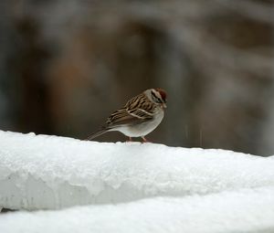 Превью обои воробей, птица, снег, зима, холод