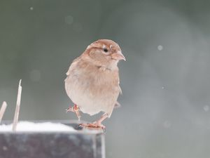 Превью обои воробей, снег, размытость, птица