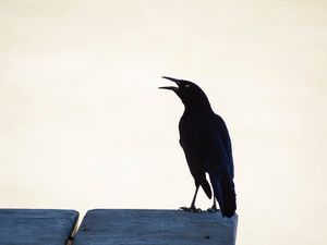 Превью обои ворон, птица, черный