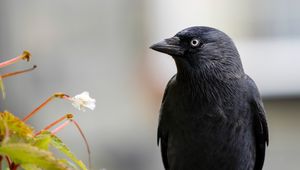 Превью обои ворон, птица, черный