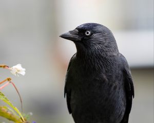 Превью обои ворон, птица, черный