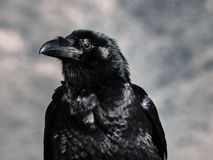 Превью обои ворон, птица, черный, клюв