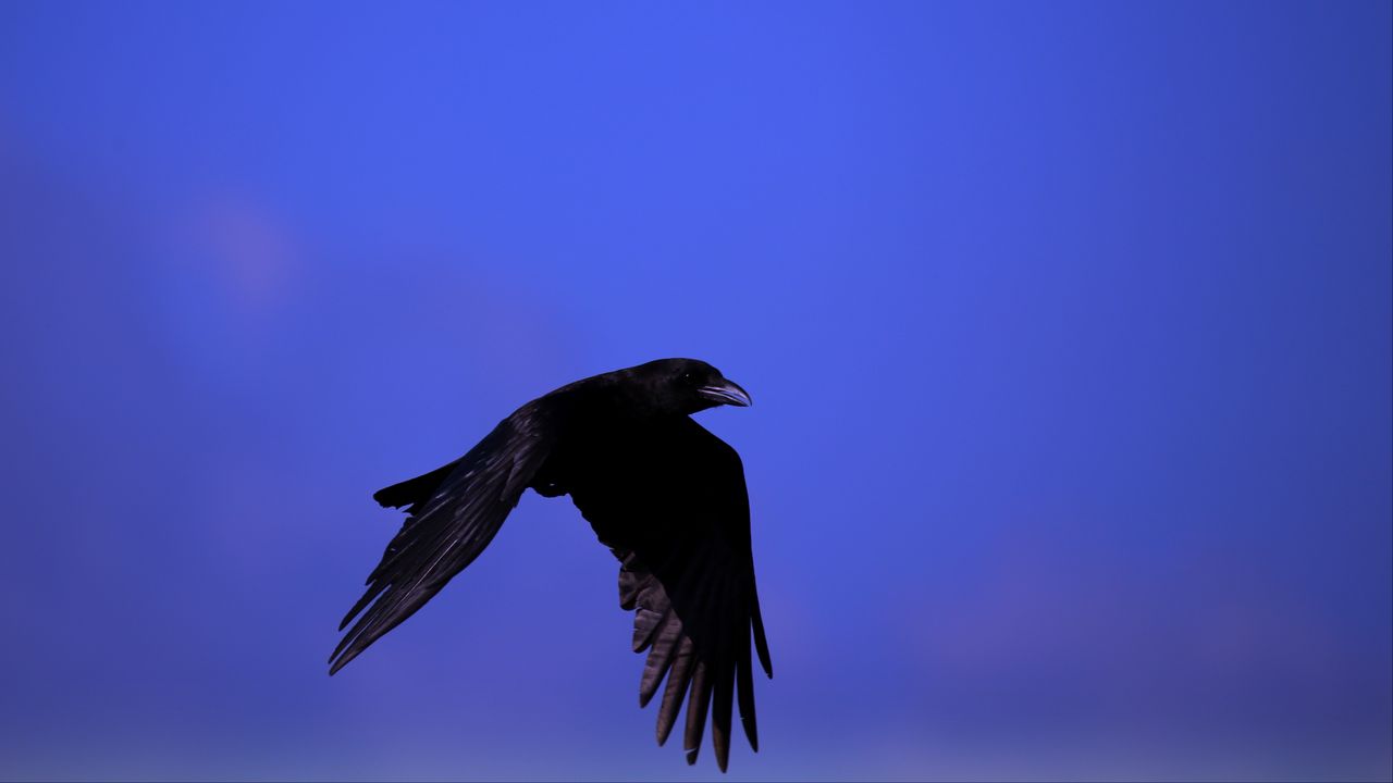 Обои ворон, птица, черный, летать, небо