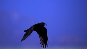 Превью обои ворон, птица, черный, летать, небо