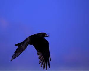 Превью обои ворон, птица, черный, летать, небо