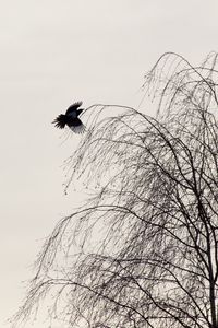 Превью обои ворон, птица, дерево, минимализм, монохром