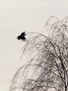 Превью обои ворон, птица, дерево, минимализм, монохром