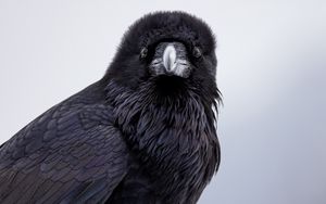 Превью обои ворон, птица, дикая природа, черный