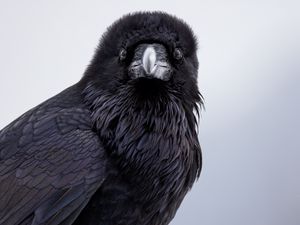 Превью обои ворон, птица, дикая природа, черный