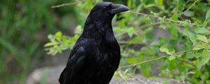 Превью обои ворон, птица, клюв, дикая природа