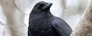Превью обои ворон, птица, клюв, дикая природа, черный